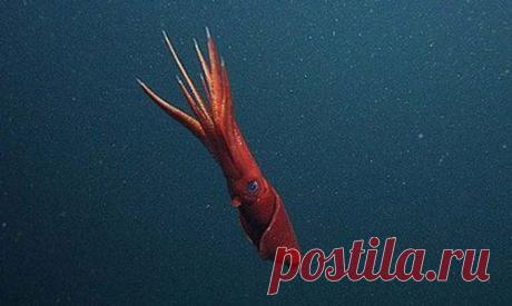 Топ-25 животных с самыми странными защитными механизмами | Разно Всяко