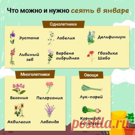 Что сеять в январе