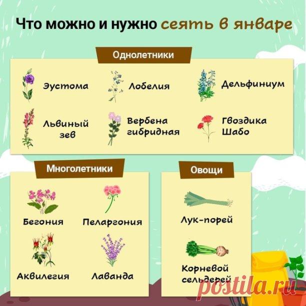 Что сеять в январе