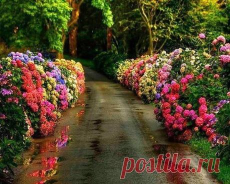 ...аллея цветов