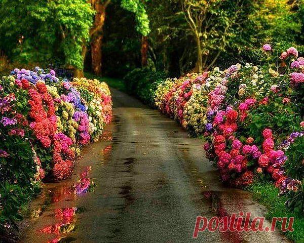 ...аллея цветов