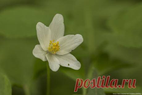 Анемона, ветреница дубравная (anemone - « ветров»)