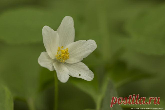 Анемона, ветреница дубравная (anemone - « ветров»)