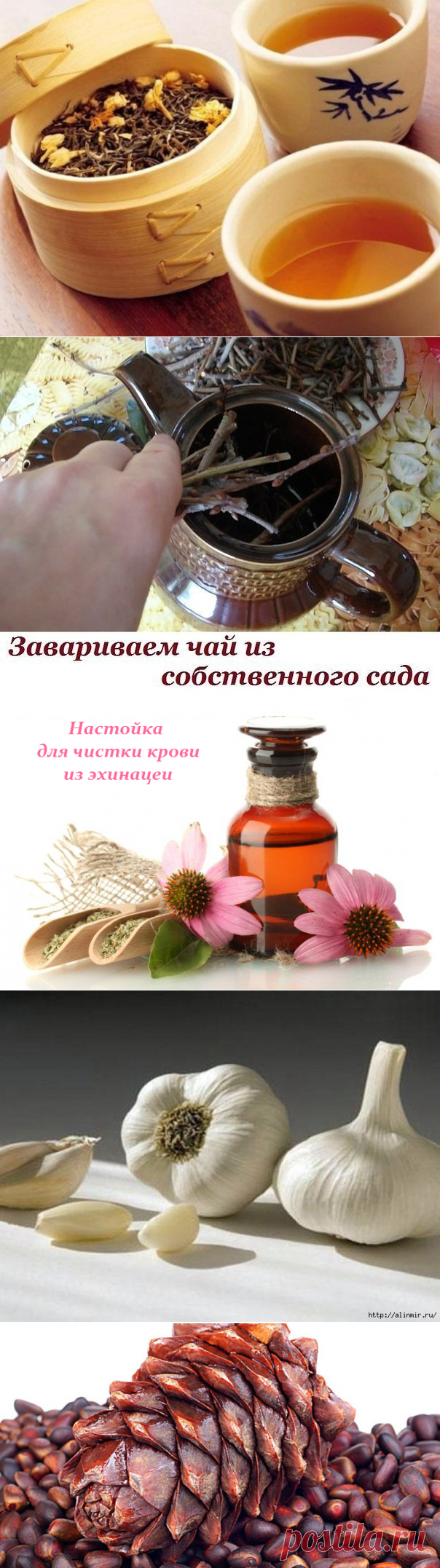 траволечение | Записи в рубрике траволечение | Дневник Татьяна_Затомская