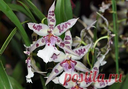 Орхидея Камбрия размножение