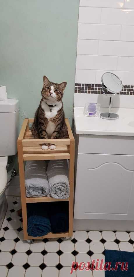Коты, которые слышать ничего не хотели о вашем личном пространстве