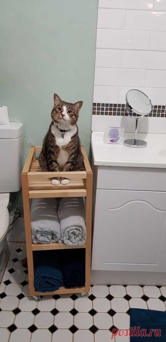 Коты, которые слышать ничего не хотели о вашем личном пространстве