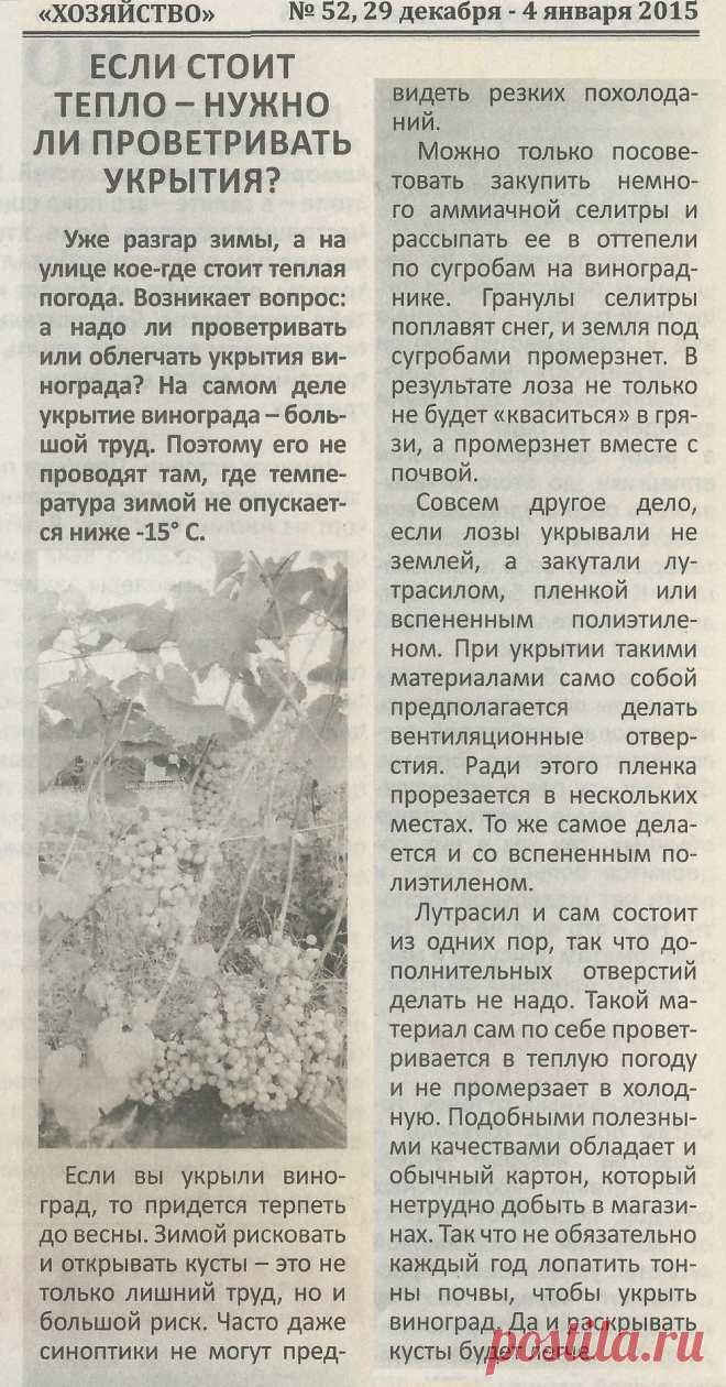 Если стоит тепло - нужно ли проветривать укрытия винограда