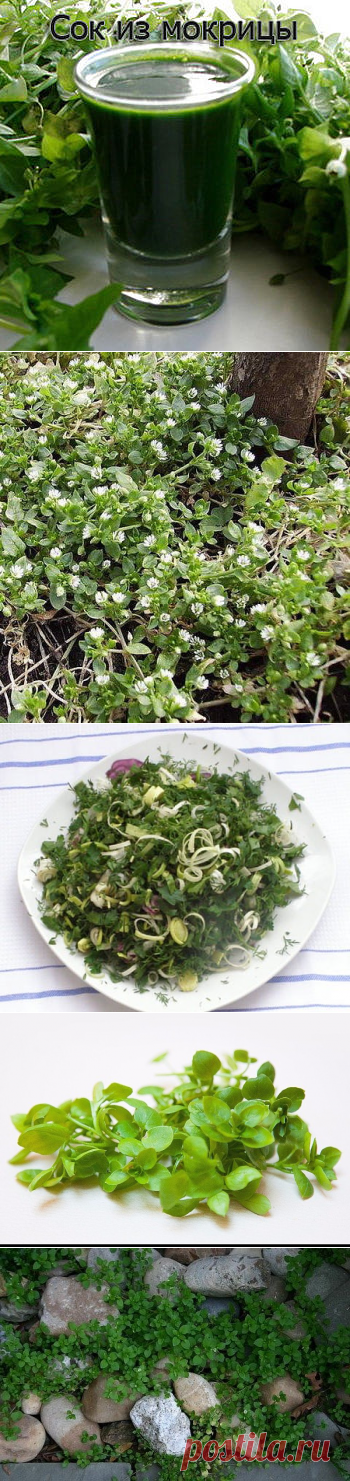 "МОКРИЦА" СОРНЯК, ОГОРОДНЫЙ ДОКТОР И КУЛИНАРНЫЙ ИЗЫСК ? - Садоводка