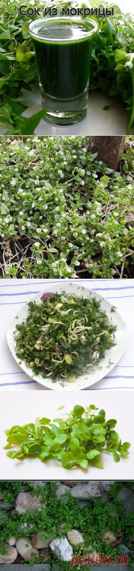 &quot;МОКРИЦА&quot; СОРНЯК, ОГОРОДНЫЙ ДОКТОР И КУЛИНАРНЫЙ ИЗЫСК ? - Садоводка
