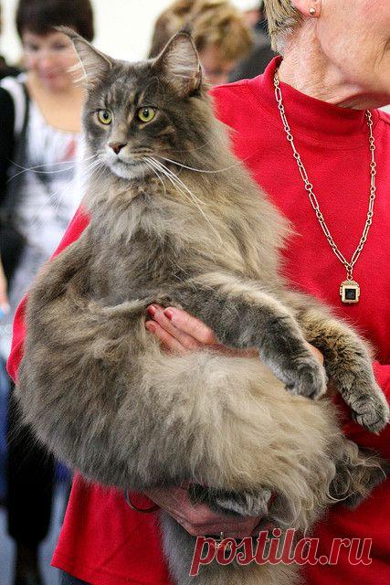 Maineflame Brian Barou ~ a gorgeous Maine Coon Cat ~ Photographer: Jaime Carter