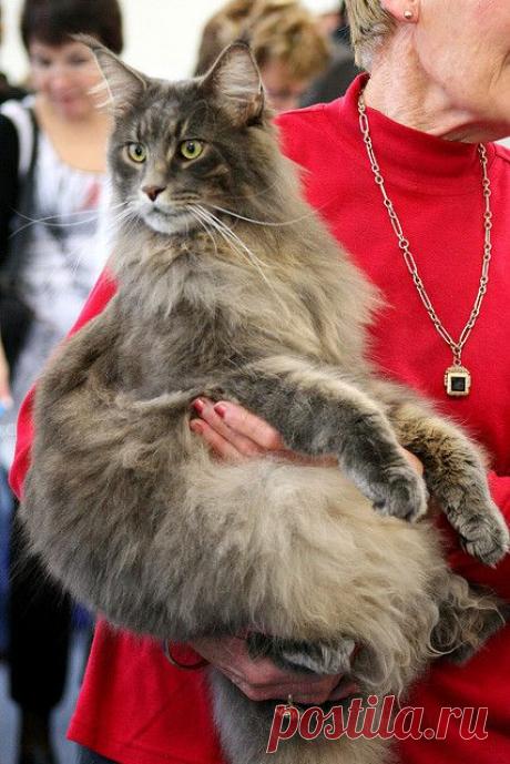 Maineflame Brian Barou ~ a gorgeous Maine Coon Cat ~ Photographer: Jaime Carter