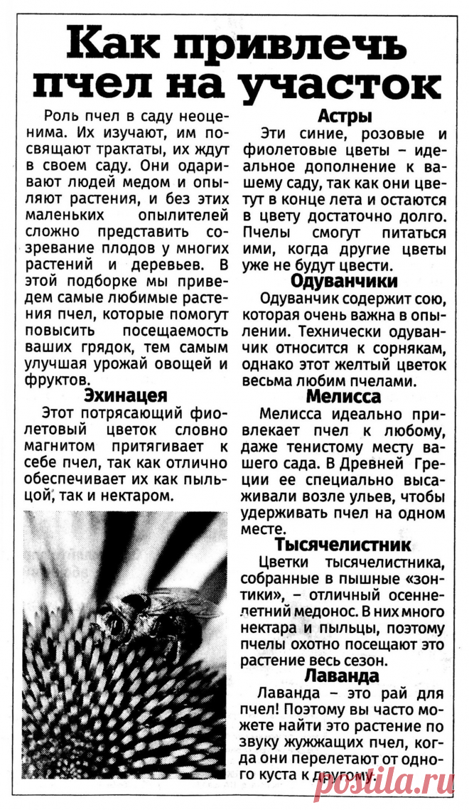 Как привлечь пчел на участок