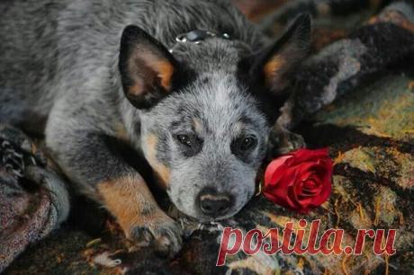 Гиена такая мерзкая.
Морда у нее дерзкая,
Шерсть на загривке торчком,
Спина- сучком,
По бокам (для чего - непонятно)
Ржавые пятна,
Живот - грязный и лысый,
Ткнется в решётку - хвост у ноги,
Глаза - как у Бабы-Яги.
А мне ее жалко...
Разве ей не обидно?
Даже моль, даже галка
Симпатична и миловидна.
Мне объяснила невеста дядиволодина,
Тётя Аглая:
&quot;Почему она злая?
Потому что уродина&quot;.