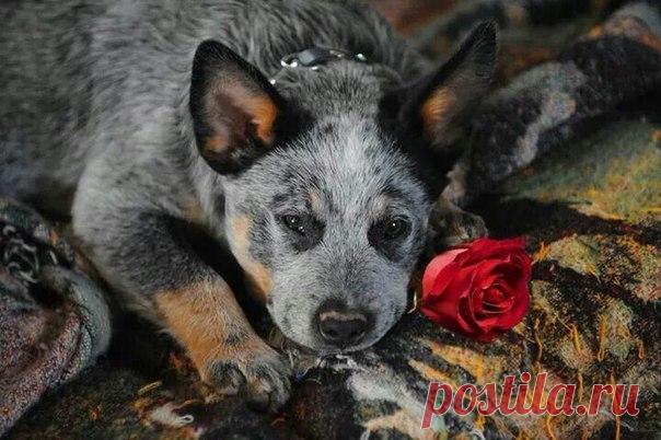 Гиена такая мерзкая.
Морда у нее дерзкая,
Шерсть на загривке торчком,
Спина- сучком,
По бокам (для чего - непонятно)
Ржавые пятна,
Живот - грязный и лысый,
Ткнется в решётку - хвост у ноги,
Глаза - как у Бабы-Яги.
А мне ее жалко...
Разве ей не обидно?
Даже моль, даже галка
Симпатична и миловидна.
Мне объяснила невеста дядиволодина,
Тётя Аглая:
"Почему она злая?
Потому что уродина".