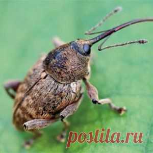Боремся с цветоедом | ВСЁ ДЛЯ ДОМА