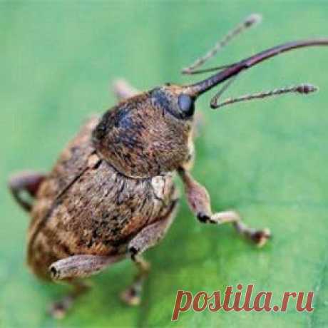 Боремся с цветоедом | ВСЁ ДЛЯ ДОМА