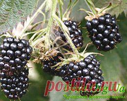 Ежевика. Сорта ежевики