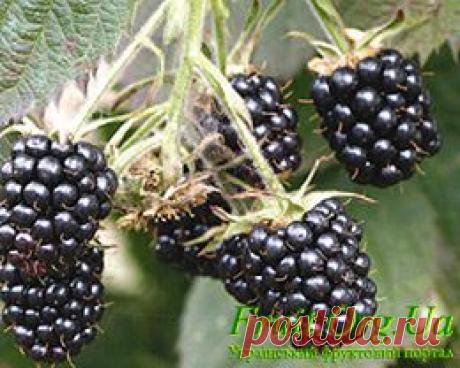 Ежевика. Сорта ежевики