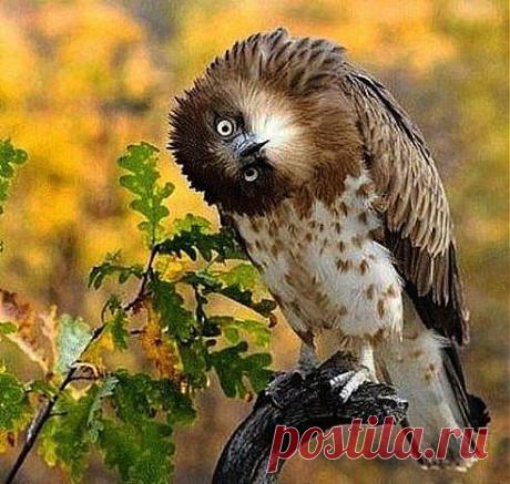 Одноклассники