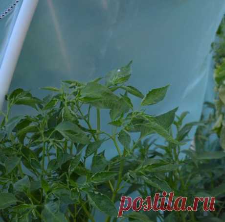 Почему не плодоносит острый перец? / перец горький / 7dach.ru