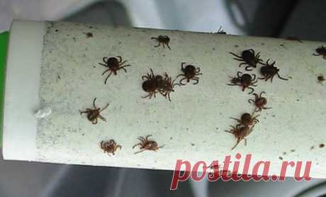 Простой трюк, который избавит вас от клещей Скоро начнется опасная пора, а летом клещи и вовсе превратятся в настоящую напасть. Вытащить насекомое из-под кожи будет очень нелегко — а еще ведь есть смертельные заболевания, которые эти самые клещи переносят. Между тем вот