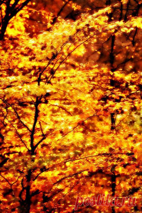 Найдено на сайте flickr.com.