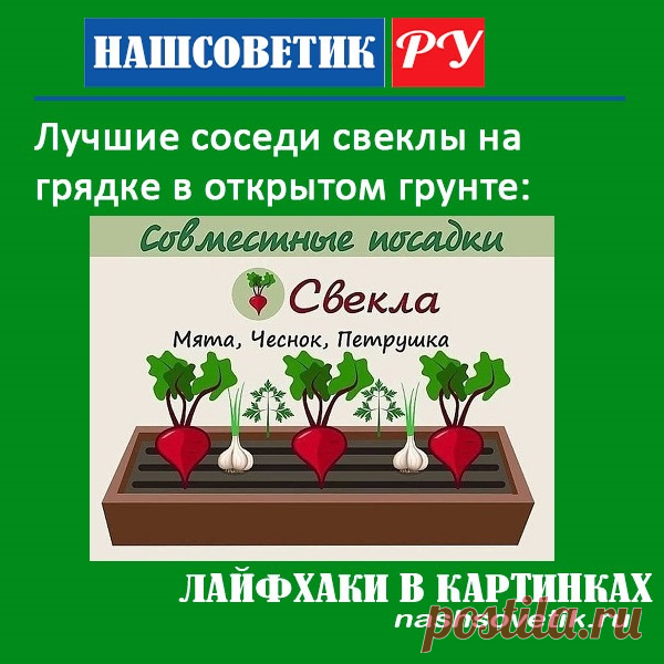 Хорошие соседи свеклы на грядке в открытом грунте на огороде. С ними ваша свекла вырастет крупной и сладкой.