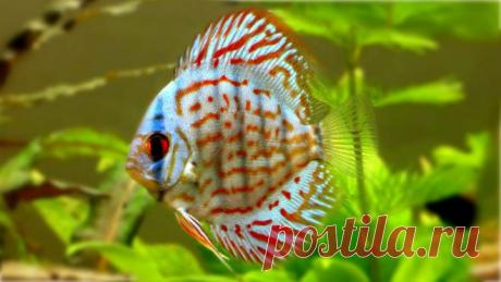 18 удивительно красивых рыбок