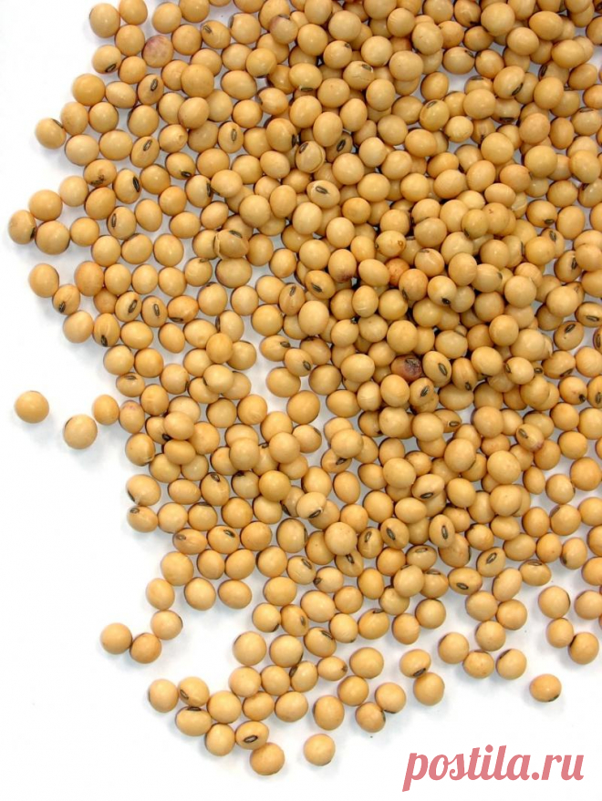 Калабарские бобы
Самые опасные блюда мира: Калабарские бобы
«Faba calabarica» – это семена растения из семейства бобовых, произрастает только в Африке, в области Гвинейского залива, в основном в дельте реки Нигер и по берегам реки Калабар. Туземцы называют его «эзерэ», на вид оно довольно красивое, вьющееся и высотой до 20 метров, внешне похоже на нашу фасоль.

Имеет пурпурные цветки, собранные в длинные висячие кисти. Плоды крупные, до 18 см длины и 3 см ширины стручки, в...