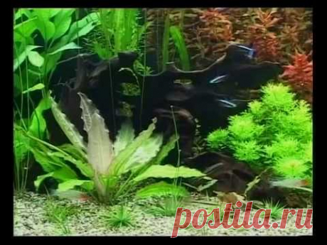 Растения в аквариуме, и как правильно выращивать их в аквариуме.