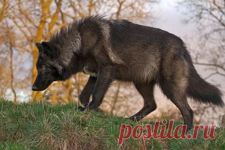 (55) Одноклассники