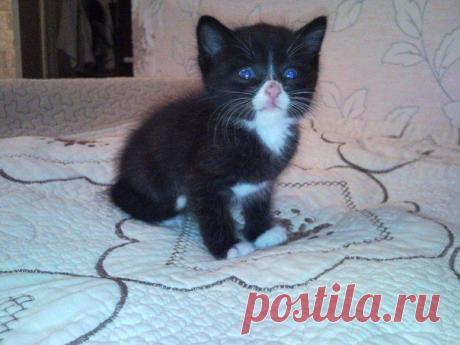 Я пошла выкидывать мусор и заметила черный меховой комочек... весь в крови