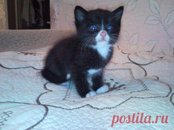 Я пошла выкидывать мусор и заметила черный меховой комочек... весь в крови