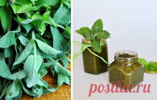 Рецепты с мятой - соус песто