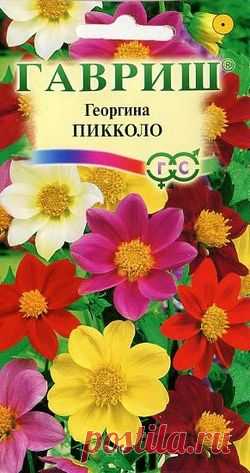 Георгина "Пикколо", смесь