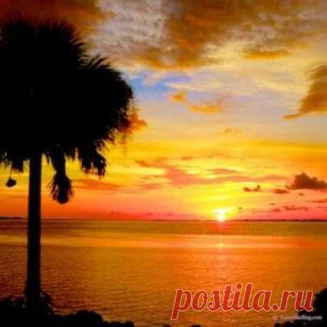florida island sunset palm tree | Beautifull Sunsets and Sunrises