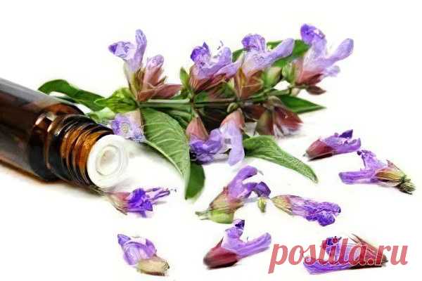 Лечение шалфеем.