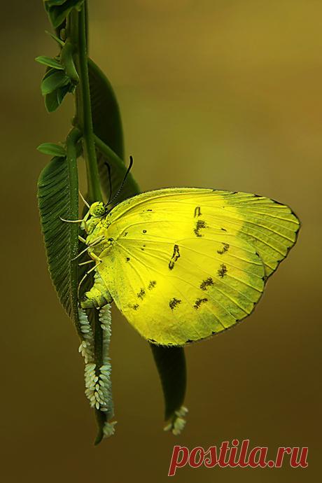Artistic-realistic nature - 💙 The beauty of the butterfly on 500px by Along...