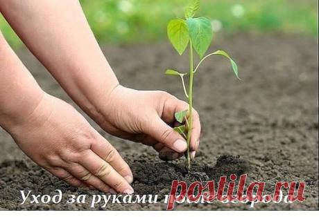 РУКИ ПОСЛЕ ОГОРОДА
Сохрани шпаргалку, поделись с одноклассниками!
В дачно-огородный сезон у каждой женщины возникает большая проблема: 
возня с землей портит наши руки, а не каждый любит работать в перчатках.
 
Помощники растут у вас на огороде. Так же их можно найти на кухне и в 
аптечке.
Помидор. Разминаешь в руках спелый помидор,втираешь сок в кожу особенно 
вокруг ногтя. Смываешь. И ручки чистоты необыкновенной. 
Сорвите несколько листочков щавеля, разотрите хорошенько в руках и потом
 с