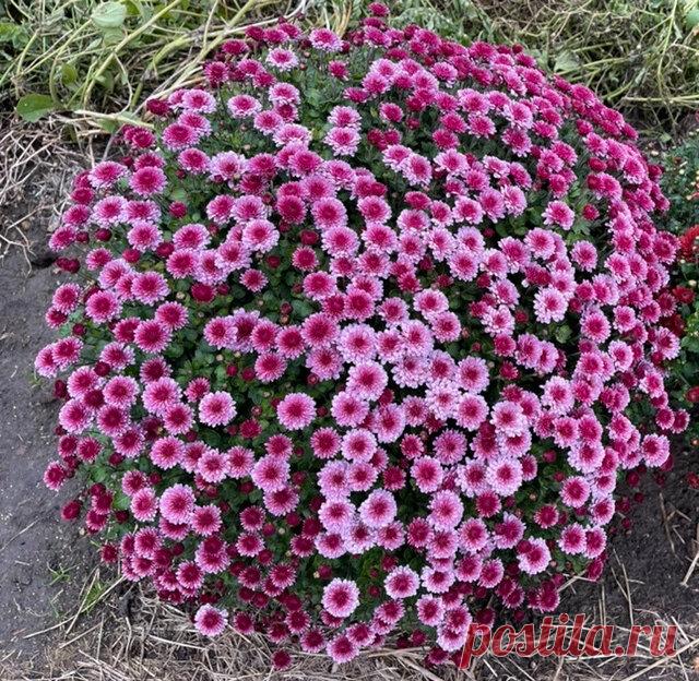 Хризантема мультифлора. Как сохранить до весны | Моя дачная жизнь | Яндекс Дзен