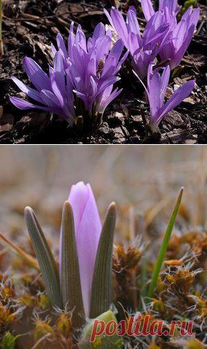 Первоцветы. Брандушка. | Для дачников.ру