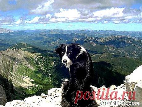 Четвероногие экстрасенсы
Об удивительных особенностях собак человек многое знает: что-то из личного опыта, что-то из научных источников. Собаки — ближайшие друзья человека, существа, дающие безусловную преданную любовь.