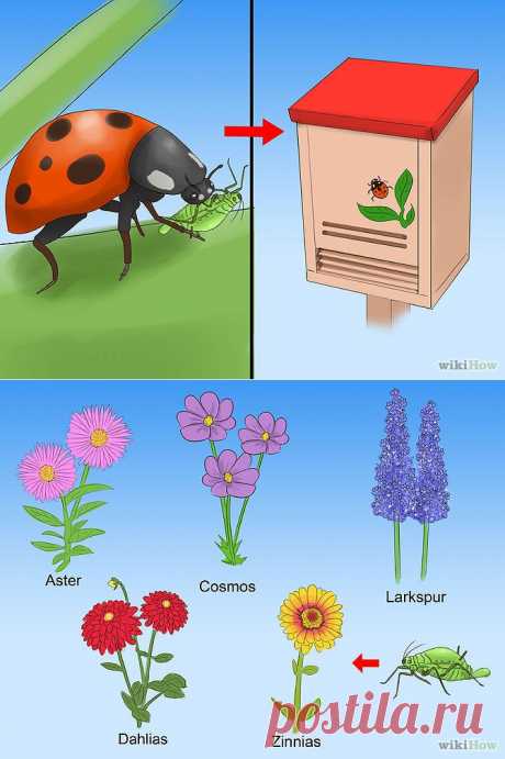 How to Control Aphids (with Pictures) - wikiHow