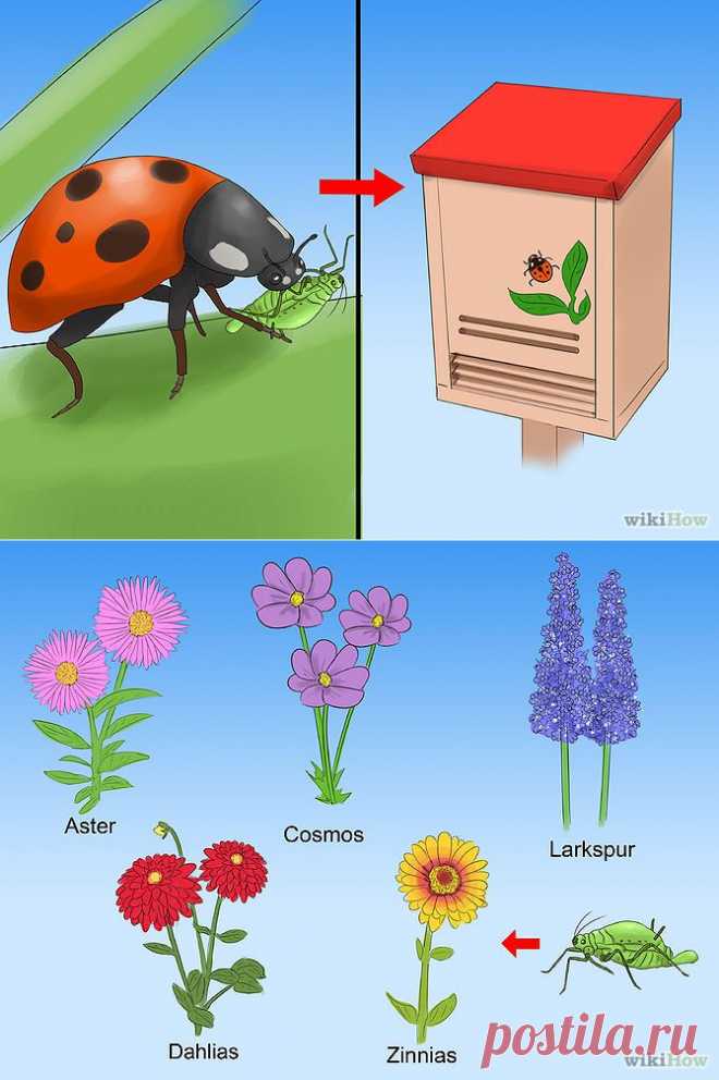 How to Control Aphids (with Pictures) - wikiHow