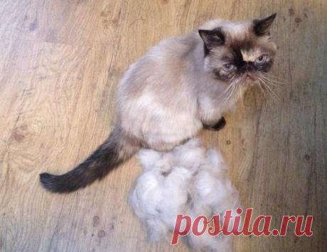 7 полезных советов для тех, у кого есть кошка