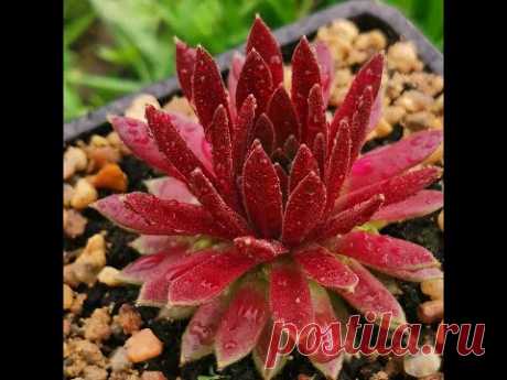 Молодило из семян. Размножение sempervivum семенами.