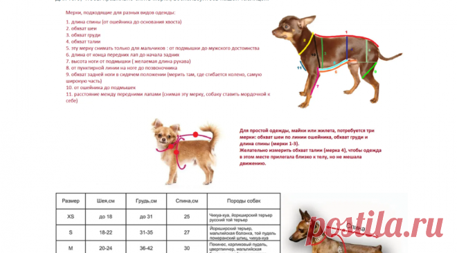 Вяжем собаке одежду спицами с описанием. Вязание одежды для собак