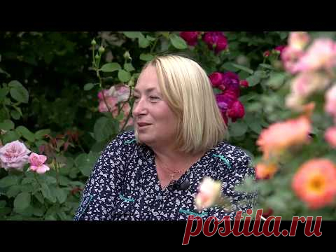Видео о том, как выращивать розы! Сад роз Галины Баскаковой, советы по выращиванию роз!