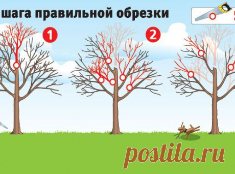 Вторая молодость вашего сада